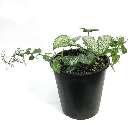 Brunnera,2 gal, Jack Frost