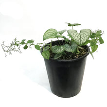 Load image into Gallery viewer, Brunnera,2 gal, Jack Frost
