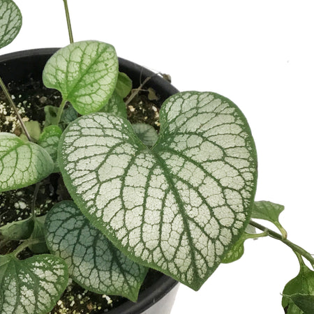 Brunnera,2 gal, Jack Frost