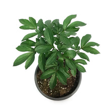 Load image into Gallery viewer, Peony, 1 gal, Command Performance
