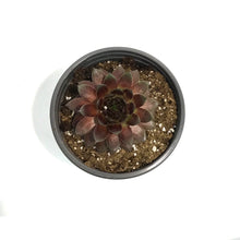 Load image into Gallery viewer, Sempervivum, 1 gal, Hardy Species Mixed

