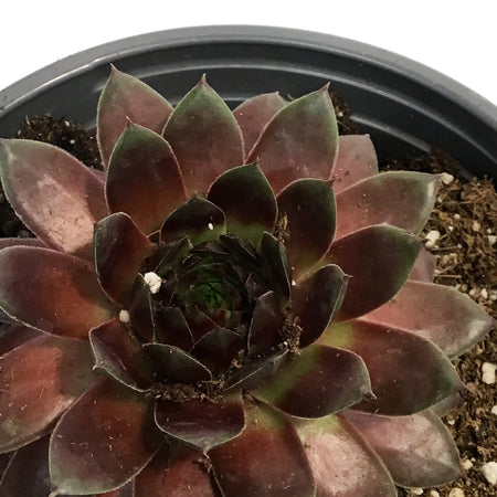 Sempervivum, 1 gal, Hardy Species Mixed