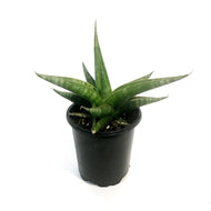 Sansevieria, 3.5in, Prabu