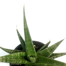 Load image into Gallery viewer, Sansevieria, 3.5in, Prabu
