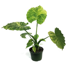 Load image into Gallery viewer, Alocasia, 6in, Gageana Aurea
