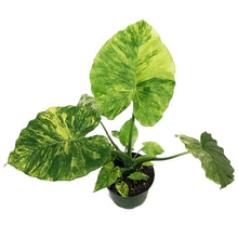Load image into Gallery viewer, Alocasia, 6in, Gageana Aurea
