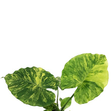 Load image into Gallery viewer, Alocasia, 6in, Gageana Aurea
