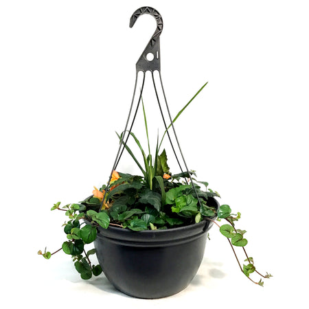 Hanging Basket, 14in, Spring Combo