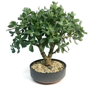 Bonsai 8in, Bowl, Assorted