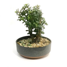 Load image into Gallery viewer, Bonsai 8in, Bowl, Assorted
