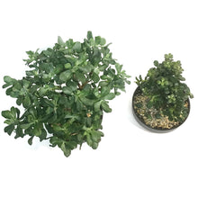 Load image into Gallery viewer, Bonsai 8in, Bowl, Assorted
