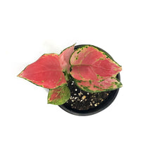 Load image into Gallery viewer, Aglaonema, 4in, Beauty
