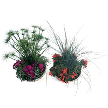 Load image into Gallery viewer, Planter, 10in, Bowl, Assorted
