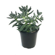 Load image into Gallery viewer, Crassula, 4in, Tarantula

