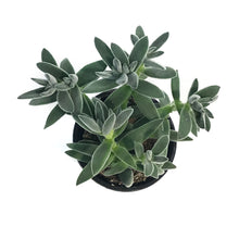 Load image into Gallery viewer, Crassula, 4in, Tarantula
