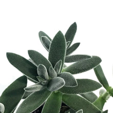 Load image into Gallery viewer, Crassula, 4in, Tarantula
