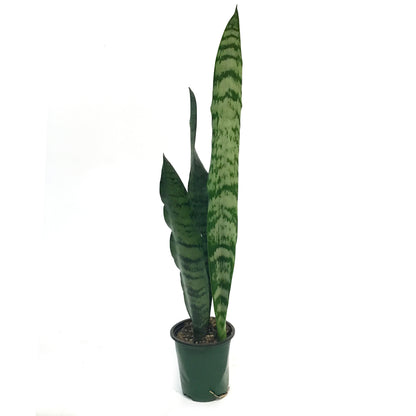 Sansevieria, 3.5in, Zeylanica