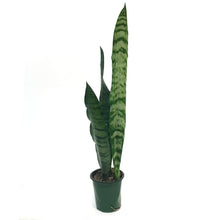 Load image into Gallery viewer, Sansevieria, 3.5in, Zeylanica
