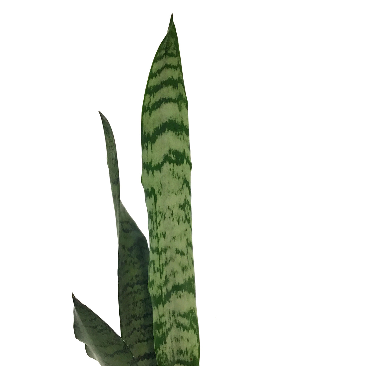 Sansevieria, 3.5in, Zeylanica