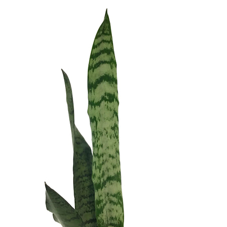 Sansevieria, 3.5in, Zeylanica