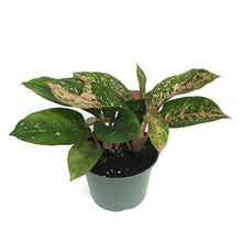 Load image into Gallery viewer, Aglaonema, 6in, Chanel
