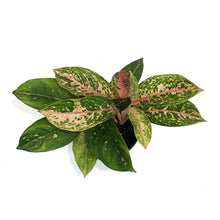 Load image into Gallery viewer, Aglaonema, 6in, Chanel
