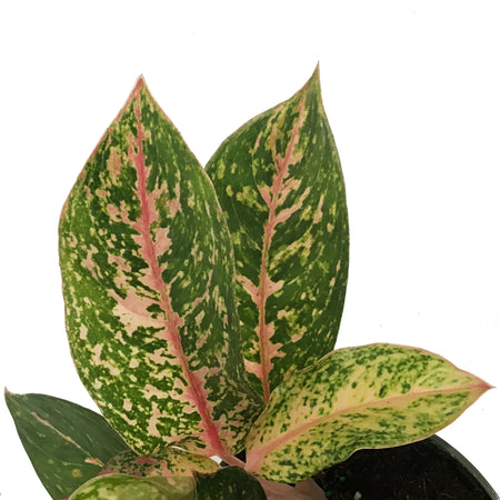 Aglaonema, 6in, Chanel