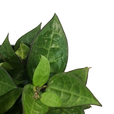 Hoya, 6in Black Margin