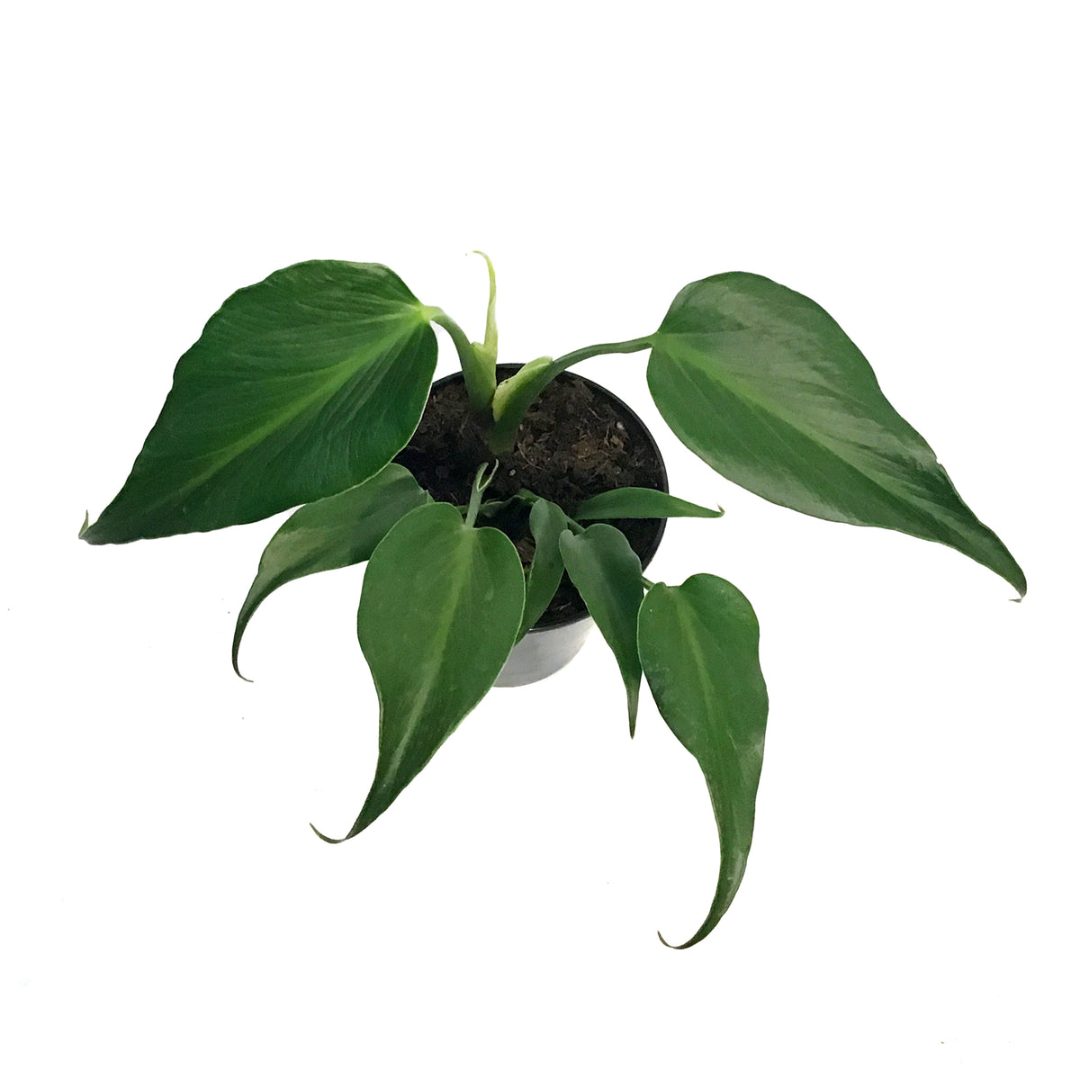 Monstera, 6in, Burle Marx Flame