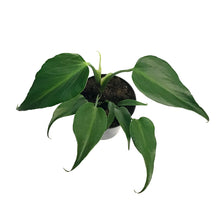 Load image into Gallery viewer, Monstera, 6in, Burle Marx Flame
