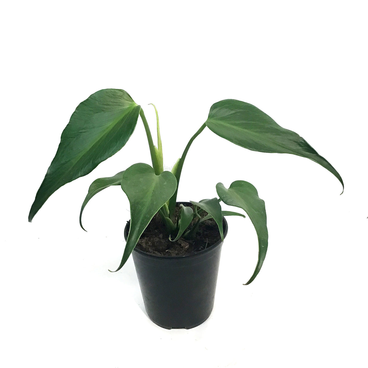 Monstera, 6in, Burle Marx Flame