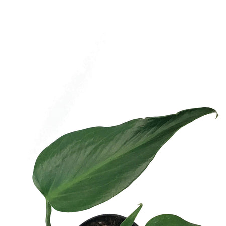 Monstera, 6in, Burle Marx Flame