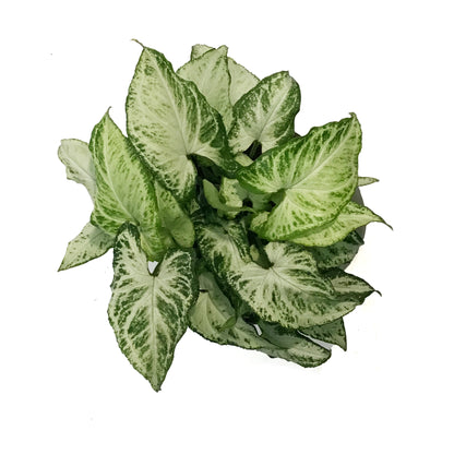 Syngonium, 6in, Holly