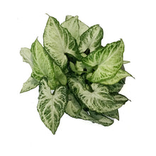 Load image into Gallery viewer, Syngonium, 6in, Holly
