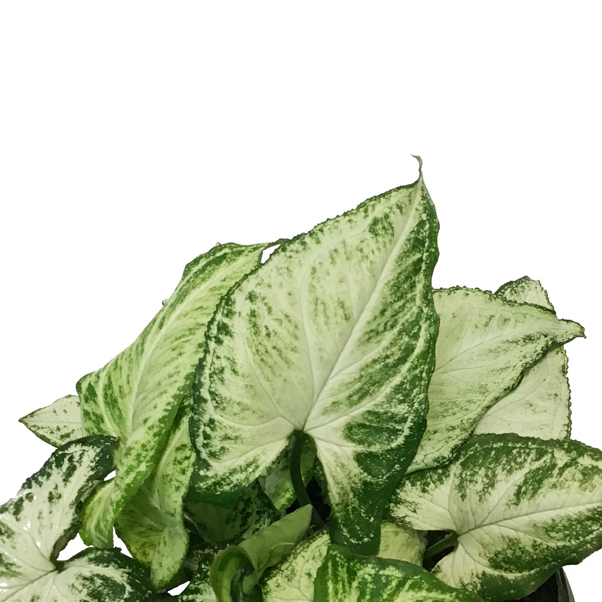 Syngonium, 6in, Holly