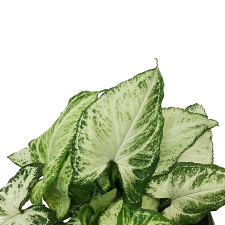 Syngonium, 6in, Holly