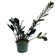 ZZ Plant, 6in, Black