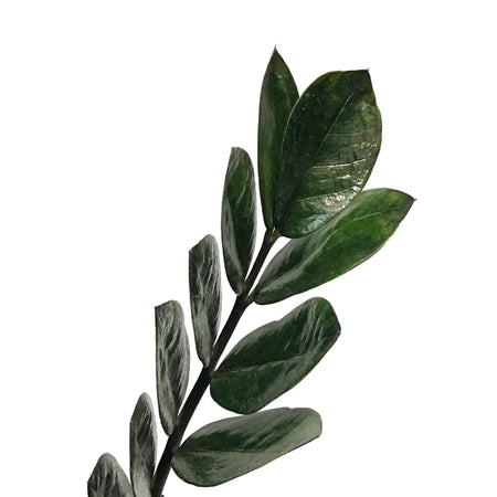 House Plants – Tagged 