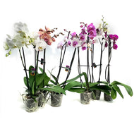 Orchid, 5in Magnifica Double Spike