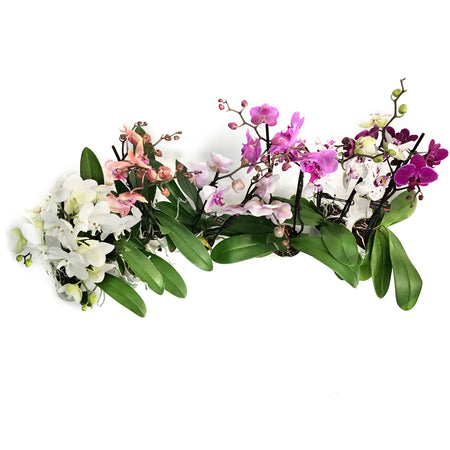 Orchid, 5in Magnifica Double Spike