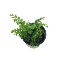 Load image into Gallery viewer, Fern, 3.5in, Mahogany
