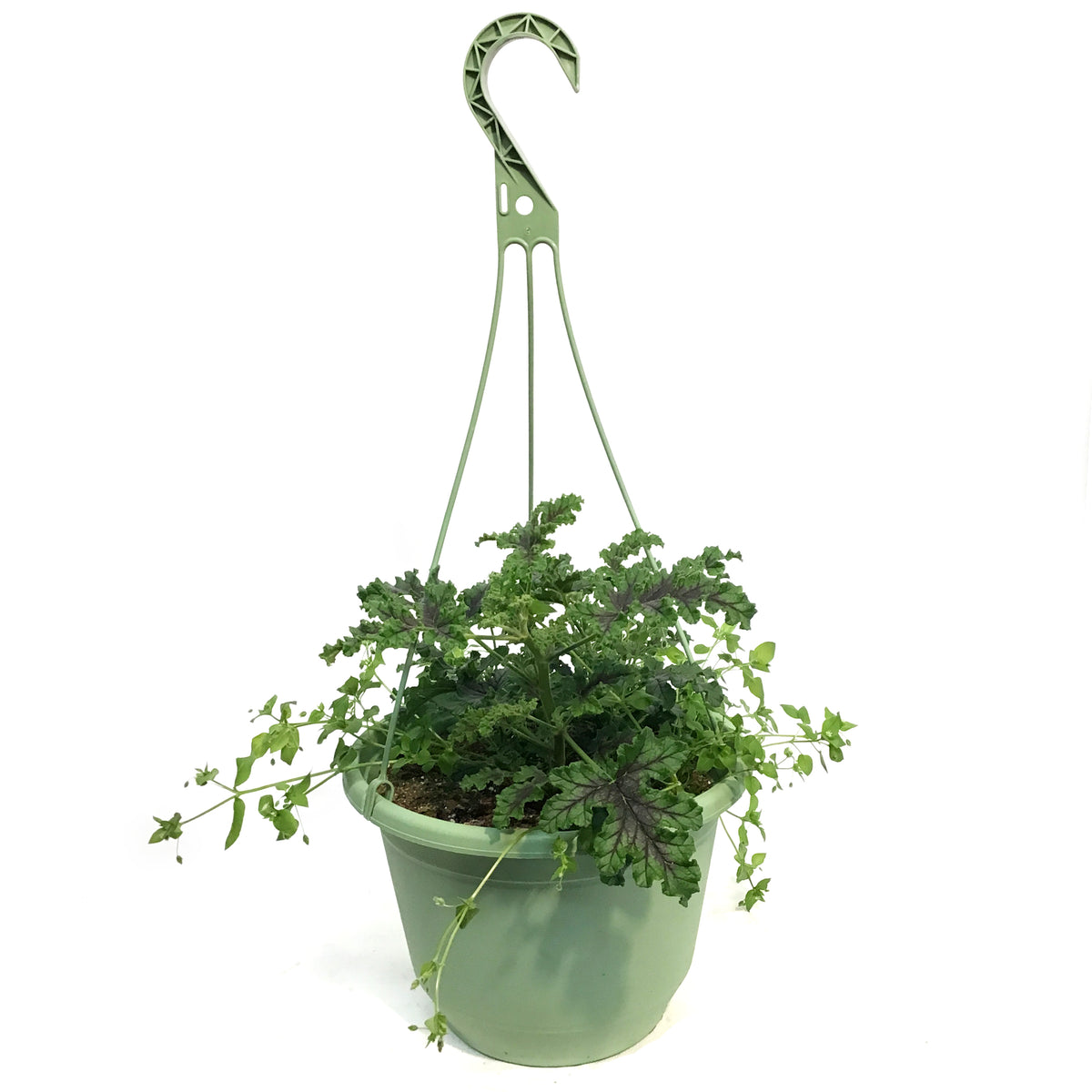 Hanging Basket, 10in, Citronella, Assorted