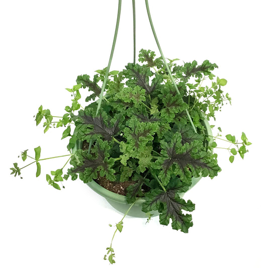 Hanging Basket, 10in, Citronella, Assorted