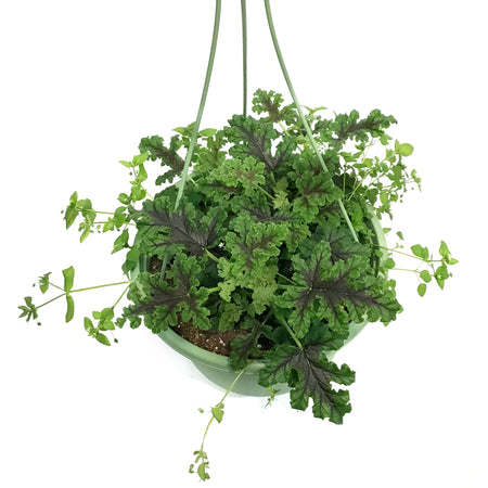 Hanging Basket, 10in, Citronella, Assorted