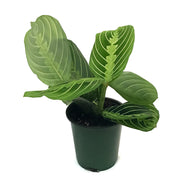 Maranta, 3.5in, Lemon,