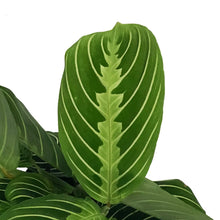 Load image into Gallery viewer, Maranta, 3.5in, Lemon,
