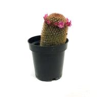 Cactus, 3.5in, Mammillaria Pilcayensis