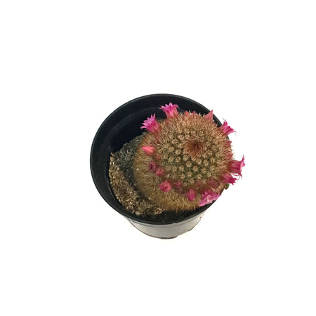Cactus, 3.5in, Mammillaria Pilcayensis