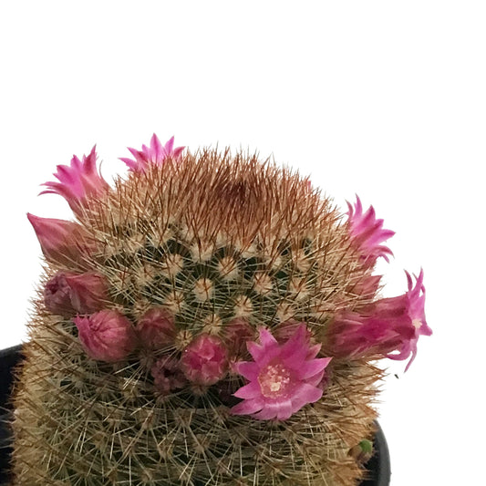 Cactus, 3.5in, Mammillaria Pilcayensis