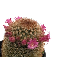Load image into Gallery viewer, Cactus, 3.5in, Mammillaria Pilcayensis
